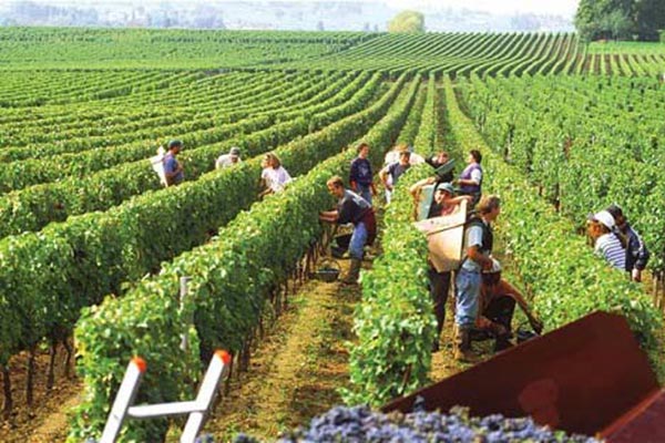 Một số khu vực sản xuất rượu vang lớn nhất bao gồm: Bordeaux, Burgundy, Champagne, Alsace, Loire, Rhone và Languedoc.