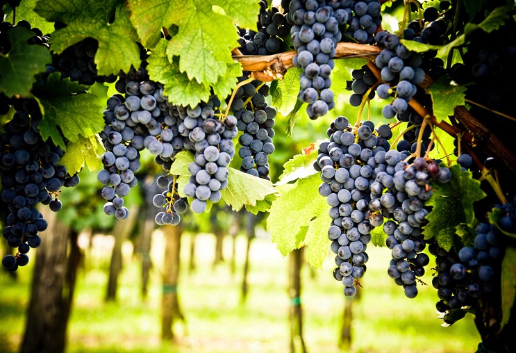 nho Cabernet Sauvignon chỉ được biết đến rộng rãi nhờ xuất hiện trong chai vang Pháp Bordeaux nổi tiếng thế giới